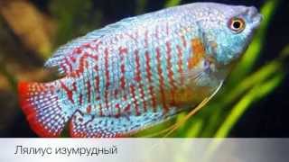 Лялиус изумрудный Emerald Dwarf Gourami COLISA LALIA продажа оптом [upl. by Lipsey]