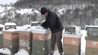 Winter Honeybee Hive Check [upl. by Ennairod]