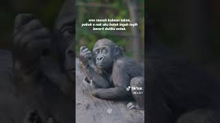 Dance monkeys cover kpop nature lyrics monkey animals cover space beast dangdut [upl. by Bouchard241]