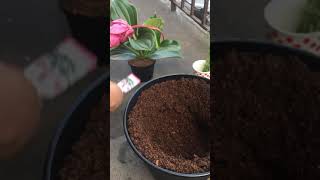 How to grow Medinilla flower pot [upl. by Vijar686]