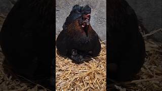 come si dorme bene sotto le ali della mamma 🐣🐤🐥 animals farming fattoria [upl. by Seigel]