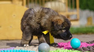 Miot X i Y na placu zabaw Szczenięta owczarka staroniemieckiego Altdeutsche Schäferhund [upl. by Cassey]