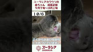 【ズーラシア公式】ユーラシアカワウソの赤ちゃん成長記録 9月末～10月上旬 shorts 動物 動物園 ズーラシア animals カワウソ ユーラシアカワウソ 赤ちゃん baby [upl. by Bryner]