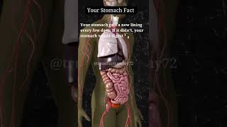 Surprising Facts About Your Stomach shortsfeed shorts truefactstoday facts healthtime6469 [upl. by Aihsenrad730]