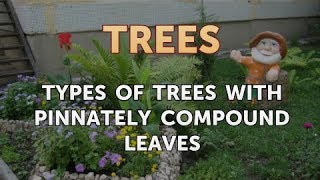 Types of Trees With Pinnately Compound Leaves [upl. by Jemimah]