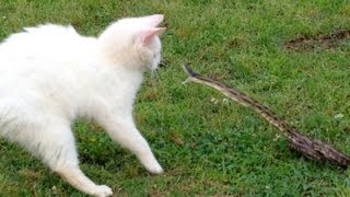 Snake vs Cat  Mossy Oak [upl. by Anetta]