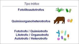 Metabolismo microbiano 01 Introducción Tipos tróficos [upl. by Mikah917]