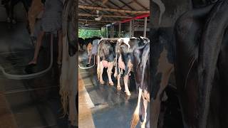 Clean milk cow barn cow milk shortvideo shorts [upl. by Vharat]