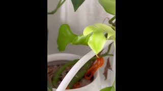 Mini monstera leaf opening [upl. by Yebot]