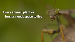 Space For Nature Zoological Society of London [upl. by Leumas]