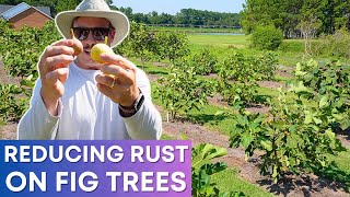 Overcoming Rust Fig Tree Growing Tips [upl. by Kelila]