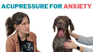 Acupressure for Dogs  Anxiety amp Stress [upl. by Adnot]