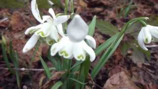 Double flowered Snowdrops  Vetrargosar  Snjódropar  Galanthophiles [upl. by Geer]