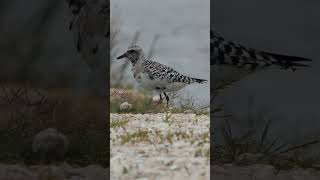 Blackbellied Plover hangs out by the shore [upl. by Partridge]