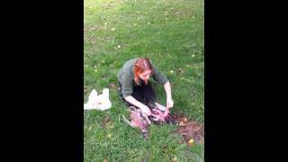 Simple Pheasant Cleaning Removing Breast Meat [upl. by Ominorej17]