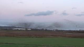 Starling Murmuration Sunday 22nd November 2020 Brough Airfield [upl. by Arnuad]