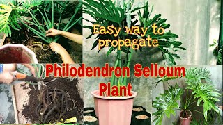 Easy Way to Propagate ll Philodendron Selloum Plant Sahod Yaman ll Nancy Academia [upl. by Crosley]