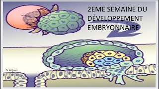 ✅Embryologie7 2eme Semaine du development بطريقة بسيطة و سهلة اجي تفهم و تحفظ 🤓 [upl. by Chitkara266]