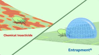 Entrapment® Insecticide [upl. by Notnirt]