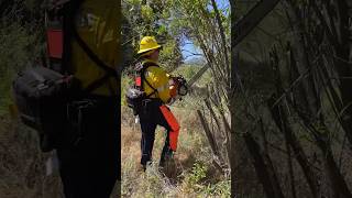 Wildland Chainsaw Training [upl. by Duwad]