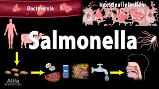 Salmonella Infections  Salmonellosis Animation [upl. by Suoicul]