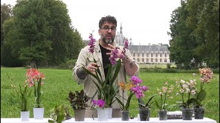 TOUS LES BONS CONSEILS PRATIQUES D’UN PASSIONNÉ POUR RÉUSSIR LES ORCHIDÉES Saga Chantilly N°15 [upl. by Goulder]