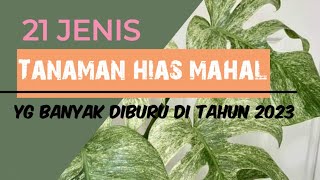 21 Jenis tanaman hias mahal terpopuler tahun 2023 yang banyak dicari monstera philodendron [upl. by Elmaleh]