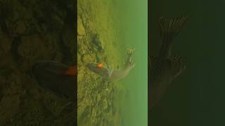 A tough choice for this pike between a goldfish and a bream  pike fishing underwaterworld [upl. by Greenman]