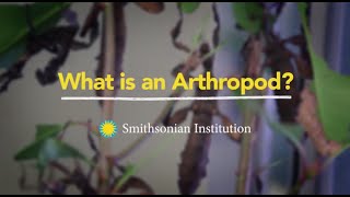 What is an Arthropod [upl. by Htebazil97]