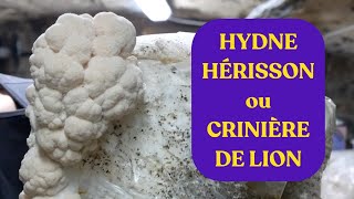 CULTIVER LHYDNE HÉRISSON  CRINIÈRE DE LION [upl. by Ecnedurp]