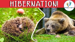 Learn about Animals that Hibernate and What Animals do in Winter for Kids [upl. by Nnayelsel]