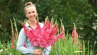 Gladiolus  How to Plant Grow Harvest and Store Gladiolus Corms Northlawn Flower Farm [upl. by Yffat568]