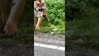 Tiger attack in Jim Corbett National park animals tiger lion wildlife jimcorbett shorts [upl. by Mazonson984]