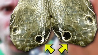 HOW DOES A TWO HEAD SNAKE SHED  BRIAN BARCZYK [upl. by Esinahs]