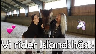 Elfstrands testar  Att rida islandshäst [upl. by Harle530]