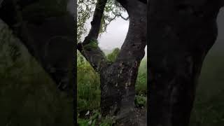 Rain Live update  Aarey Milk Colony aareyforest rain rainupdate [upl. by Ahsik]