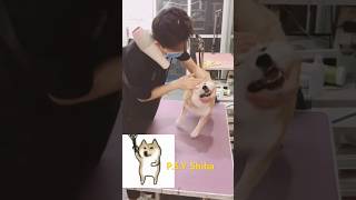 PSY Shiba psy dog shorts kpop [upl. by Ardnuahsal]