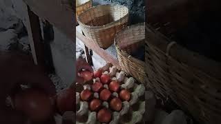 Harvesting Marans and Legbar Eggs [upl. by Gault]