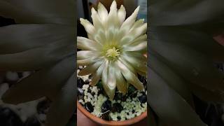 Echinocactus grusonii первое домашнее цветение [upl. by Bluma579]