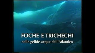 Foche e trichechi nelle gelide acque dell’Atlantico [upl. by Lorenz]