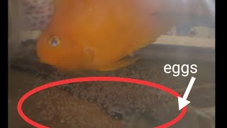 parrot fish  cichlid breeding tips in hindi [upl. by Wade659]