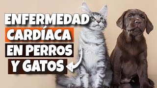 🐶💔CÓMO reconocer la ENFERMEDAD CARDÍACA en PERROS y GATOS [upl. by Mateya]