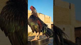 The Stunning Lakha Aseel Rooster Natures Masterpiece [upl. by Sivla379]