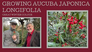 How to grow Aucuba japonica f longifolia another sensational plant for winter colour [upl. by Romney390]