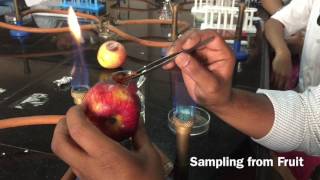 Microbiological Sampling from Spoiled Fruit [upl. by Rubina641]