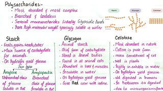 Polysaccharides  starch glycogen and cellulose  class 11 [upl. by Ayinat]