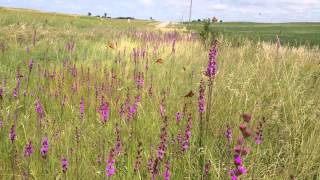 Monarch swarm while walking through a patch of Meadow Blazing Stars [upl. by Herm]