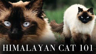 Himalayan Cat 101  Everything You Need to Know [upl. by Leandro737]