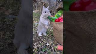 Little fat rabbit chewing cucumber cute pet debut plan rabbit cute little pastoral pet rabbitt [upl. by Hedberg695]