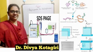 Polyacrylamide gel electrophoresis  PAGESDSPAGE  in detail with buffer preparationGenes amp Genus [upl. by Libby]